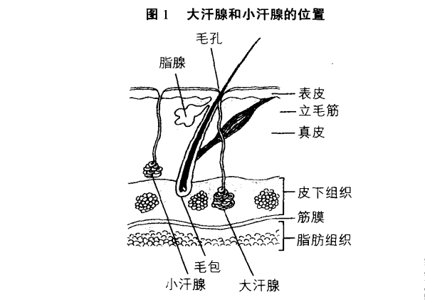 腋下为什么会发出臭味的原因